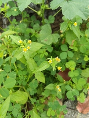 Galinsoga parviflora