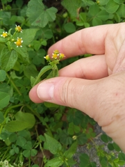 Galinsoga parviflora