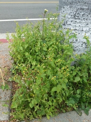 Galinsoga parviflora