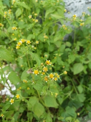 Galinsoga parviflora