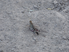 Rhammatocerus pictus