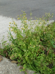 Galinsoga parviflora