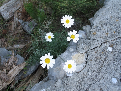 Image of Tanacetum cinerariifolium by (c) Flora_DUMO, some rights reserved (CC BY)