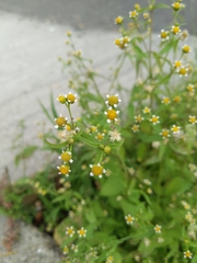 Galinsoga parviflora