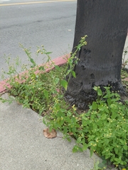 Galinsoga parviflora