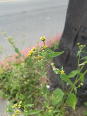 Galinsoga parviflora