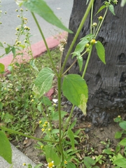 Galinsoga parviflora
