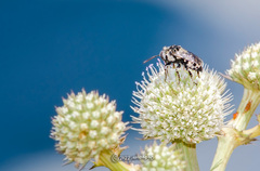 Isepeolus luctuosus