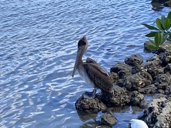 Pelecanus occidentalis