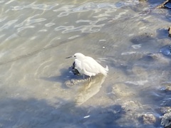 Egretta thula image