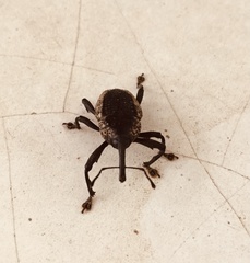 Homalinotus deplanatus