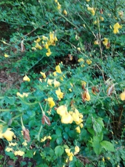 Cytisus scoparius