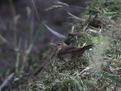 Helopsaltes ochotensis