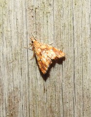 Glaucocharis selenaea