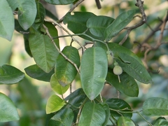 Paramignya monophylla