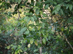 Paramignya monophylla