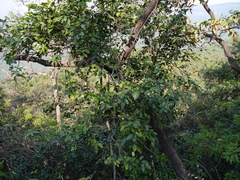 Paramignya monophylla