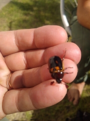 Oryctomorphus bimaculatus