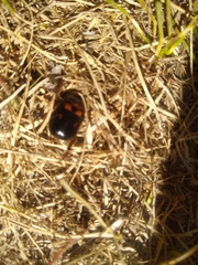 Oryctomorphus bimaculatus