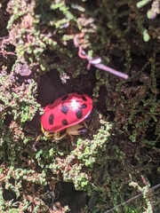 Alagoasa nigromaculata