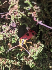 Alagoasa nigromaculata