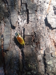Epistomentis pictus