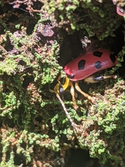 Alagoasa nigromaculata