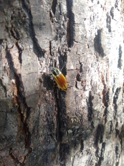 Epistomentis pictus