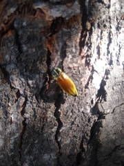 Epistomentis pictus