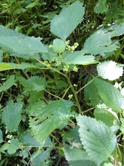 Laportea peduncularis