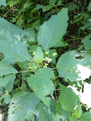 Laportea peduncularis