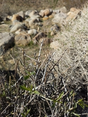 Carlowrightia arizonica