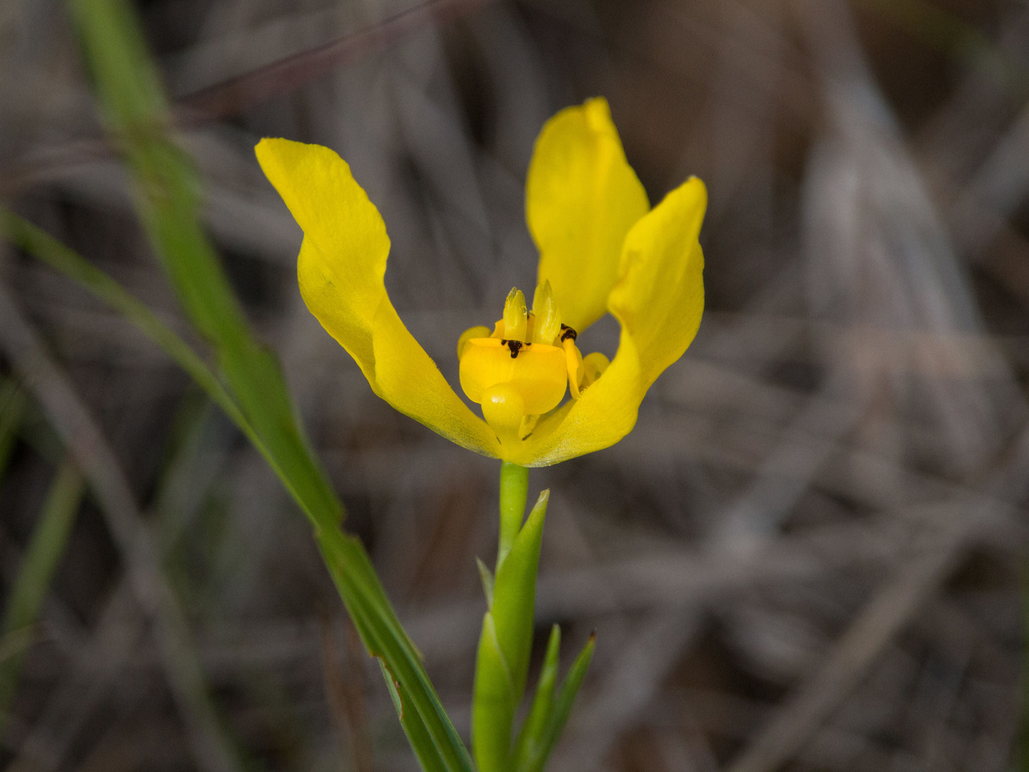 Cipura xanthomelas