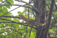 Heliosciurus mutabilis