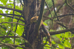 Heliosciurus mutabilis