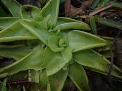 Pinguicula lutea