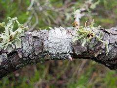 Lecanora caesiorubella glaucomodes