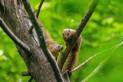 Heliosciurus mutabilis