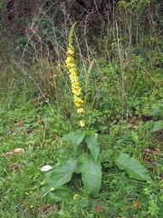 Verbascum alpinum