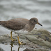 Surfbird - Photo (c) Grigory Heaton, some rights reserved (CC BY-NC), uploaded by Grigory Heaton