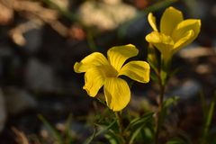 Linum campanulatum