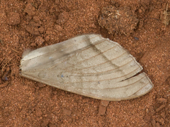 Cyclopis caecutiens