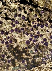 Strongylocentrotus purpuratus