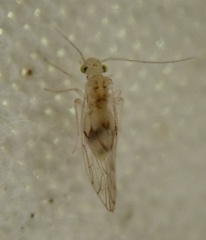 Psocomorpha