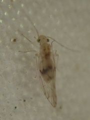 Psocomorpha
