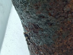 Aciura coryli