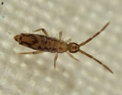 Entomobrya