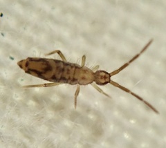 Entomobrya