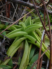 Pinguicula lutea