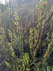 Cliffortia phyllanthoides